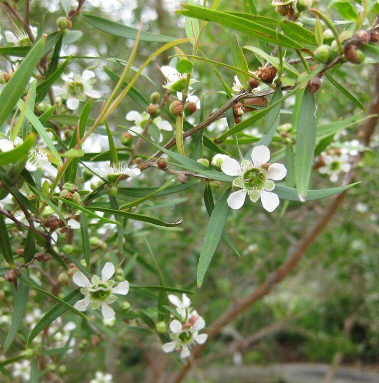 Tea Tree Essential Oil AAA Australian 2